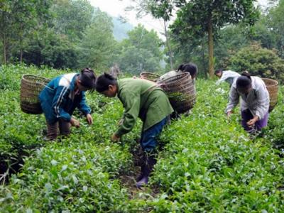 Chè sạch bản Ven và bí quyết độc đáo để hội nhập