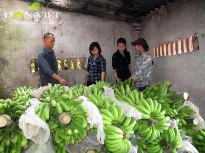 Chuối 3T mở lối cho chuối Việt ra nước ngoài