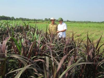 Quảng Trị chuyển 1.239ha lúa sang cây trồng cạn