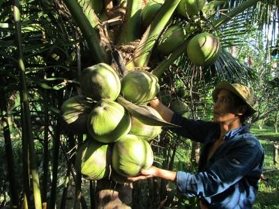 Dừa Bến tre tăng giá kỷ lục trong 10 năm qua