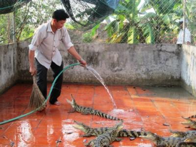 Giá cá sấu U Minh rớt thảm