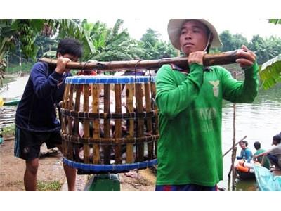 Giá cá tra tăng, nông dân phấn khởi