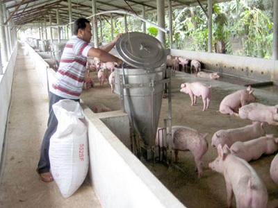 Gien lợn Châu Á sẽ cho nhiều con hơn ở châu Âu