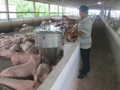 Heo giảm giá, người nuôi vẫn có lãi nên phớt lờ cảnh báo