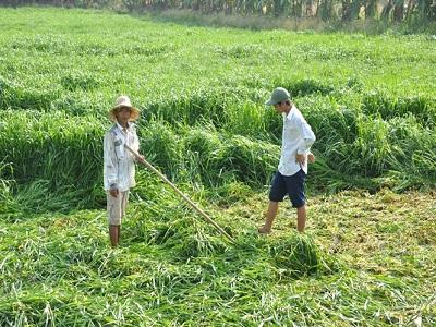 Kỹ thuật trồng cỏ nuôi bò