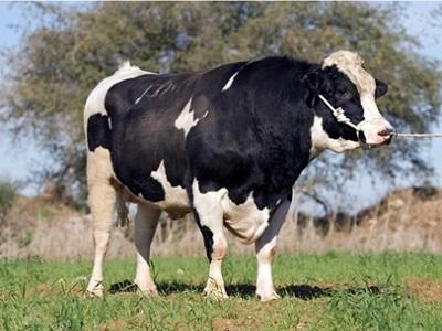 Kỹ thuật trồng một số loại cây làm thức ăn cho gia súc - Phần 5 (Phần cuối)