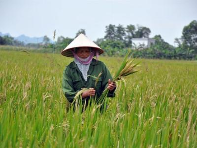 Lúa bạc trắng bông bất thường sẽ hỗ trợ thỏa đáng cho nông dân