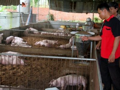 Bất an khi người dân đua nhau mở rộng quy mô nuôi heo