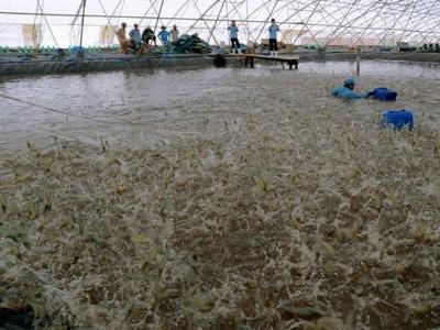 Các nhà máy chế biến chao đảo khi thương lái Trung Quốc mua tôm tận ao, giá cao