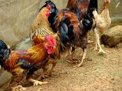 Nghiên cứu sử dụng các sản phẩm phụ từ quá trình sản xuất ethanol sinh học làm thức ăn cho gà