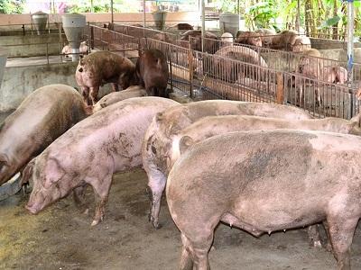Nghiên cứu Sử dụng vắc-xin để tăng cường khả năng miễn dịch với vi-rút gây Hội chứng sinh sản và hô hấp ở lợn nái (PRRSV)