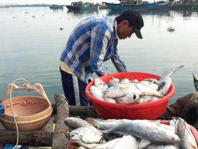 Ngư dân Huế đổ xô bắt cá kình, thu chục triệu mỗi ngày
