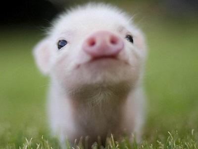 Nghiên cứu nguồn prôtêin thay thế giá rẻ cho lợn