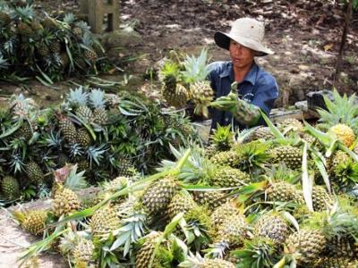 Hội tìm lối thoát cho nông sản đặc trưng