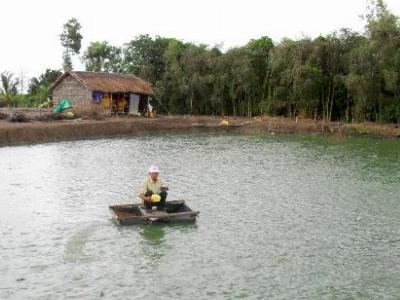 Triển khai mô hình nuôi cá mú trong ao đất