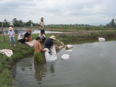 Trung tâm khuyến nông Bình Định thực hiện 6 mô hình nuôi tôm đa dạng hóa