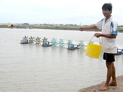 Vụ tôm nước lợ năm 2016 chậm nhưng vẫn chưa thật sự chắc!