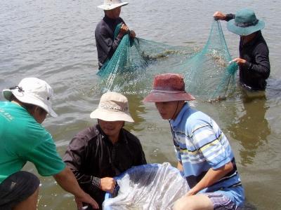 Phú Yên có trên 77,5ha diện tích nuôi tôm thẻ chân trắng bị bệnh