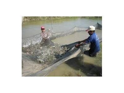 Hạn mặn đã làm trễ lịch thả nuôi thủy sản của nông dân