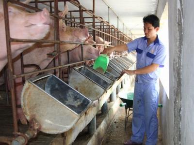 Liên kết để phát triển chăn nuôi