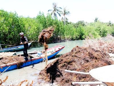 Cam Lâm tăng thu nhập từ khai thác rau câu chỉ