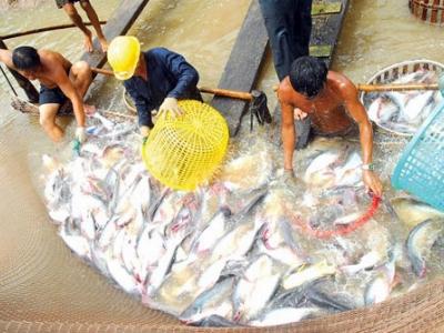 Sản lượng cá tra giảm 7% so với cùng kỳ
