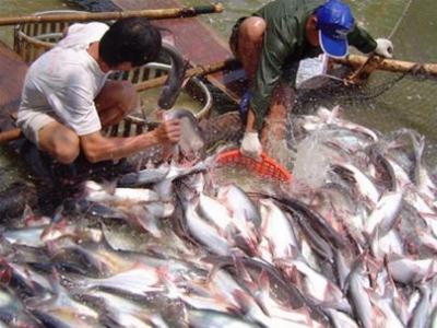 TP Móng Cái (Quảng Ninh) chủ động phòng chống dịch bệnh trong nuôi trồng thủy sản