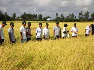Đồng Tháp liên kết sản xuất lúa tăng lợi nhuận