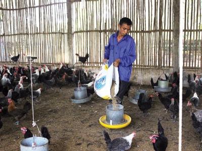 Nhiều chủ trang trại bị xúi giục sử dụng chất cấm