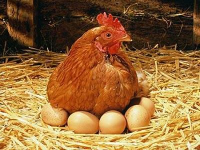 Thành công sản xuất trứng gà có hàm lượng Omega - 3