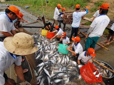 Người nuôi cá tra ở Đồng Tháp có lãi