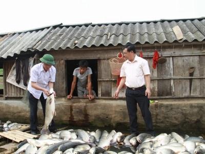 Thanh Hóa khẩn trương khắc phục tình trạng cá chết trên sông Bưởi