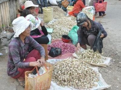 Khan hiếm, giá mỗi kg tỏi Lý Sơn 1 gần nửa chỉ vàng