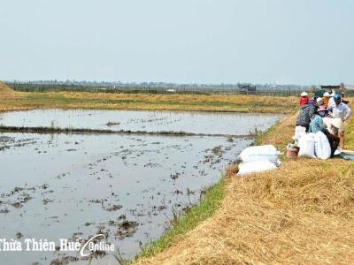 Tôm rảo cứu lúa ngập mặn