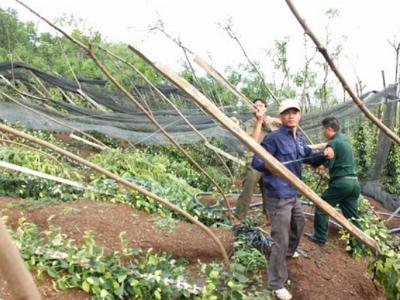 Nông dân trồng điều, cao su... nơm nớp sợ lốc xoáy