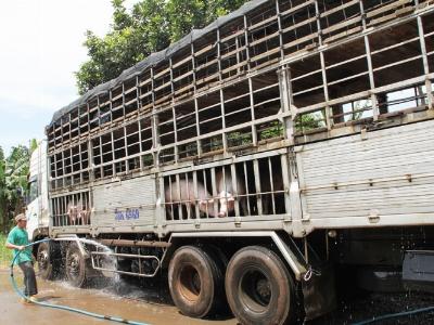 Xuất khẩu lợn sống từ Việt Nam sang Trung Quốc sẽ gặp khó!