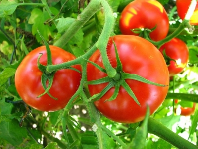 With This Simple Recipe Get 50-80 Pounds of Tomatoes From Every Plant You Grow!