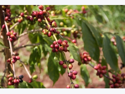 Ethiopia: coffee export value chain framework up for major reforms