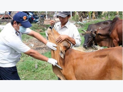 Người chăn nuôi cần làm gì trước nguy cơ dịch lở mồm long móng