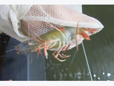 Ca Mau targets shrimp exports of 2 billion USD by 2020