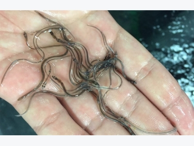Japanese eels: Progress in breeding and nutrition