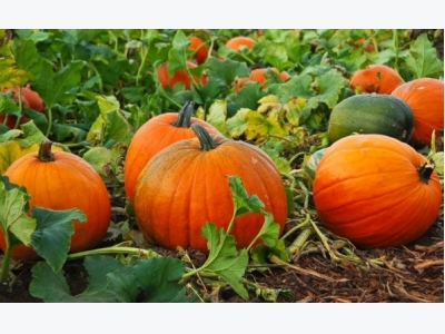 Pumpkin Cultivation Information Guide
