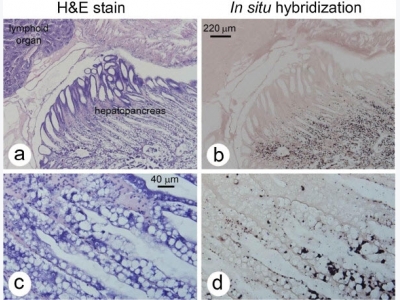 The microsporidian Enterocytozoon hepatopenaei is not the cause of white feces syndrome