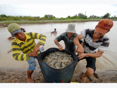 Tôm Việt Nam vào Mỹ chịu thuế chống bán phá giá thêm 5 năm