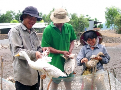 Chăn nuôi vịt trong ruộng lúa theo hướng an toàn sinh học và thân thiện với môi trường