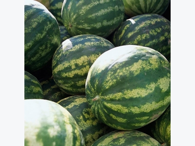 5 Tricks That Will Help You To Grow Watermelons And Melons Even In Harsh Conditions