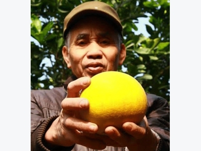 Bưởi Diễn ngon miễn chê nhờ bón phân đủ chất