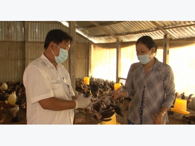 An toàn sinh học phòng bệnh cúm gia cầm cho các nông hộ chăn nuôi nhỏ (phần 2)
