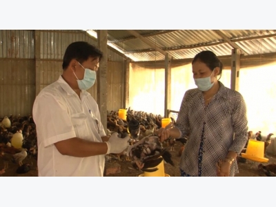 An toàn sinh học phòng bệnh cúm gia cầm cho các nông hộ chăn nuôi nhỏ (phần 2)