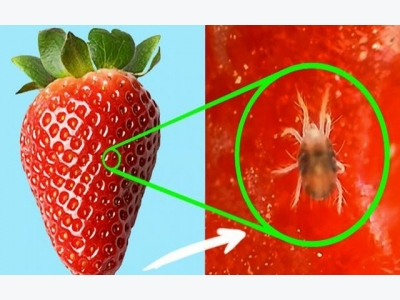 What Dangers Lie In Tempting Strawberries?